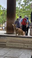 310 – Nara, Todaiji-Tempel &ndash; &copy; Vivien Fiedler (Eberhardt TRAVEL)