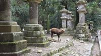 321 – Nara, Kasuga-Schrein &ndash; &copy; Vivien Fiedler (Eberhardt TRAVEL)