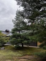 Ryoanji Schrein
