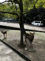 Nara Park &ndash; &copy; Martin Gruhle (Eberhardt TRAVEL)