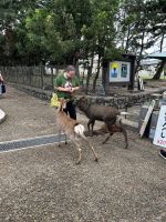 Nara Hirsche &ndash; &copy; Martin Gruhle (Eberhardt TRAVEL)