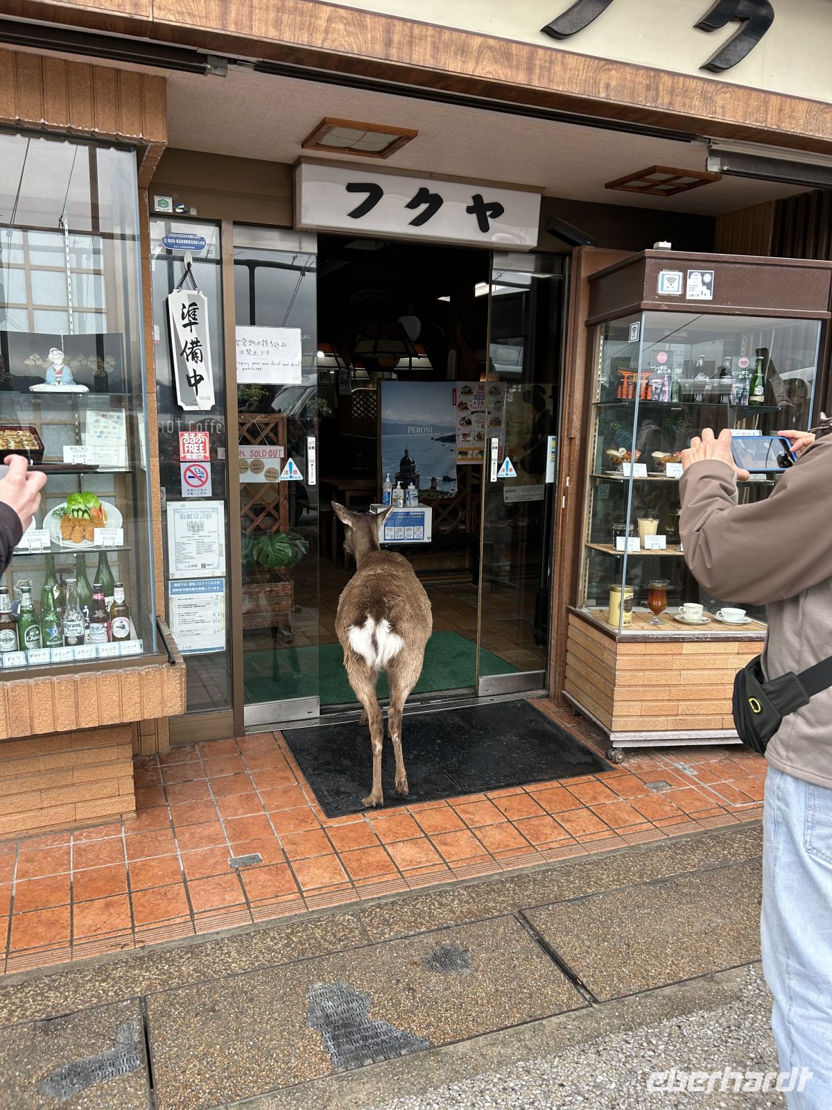 Shika-Hirsch Miyajima &ndash; &copy; Mary Dobberkau (Eberhardt TRAVEL)