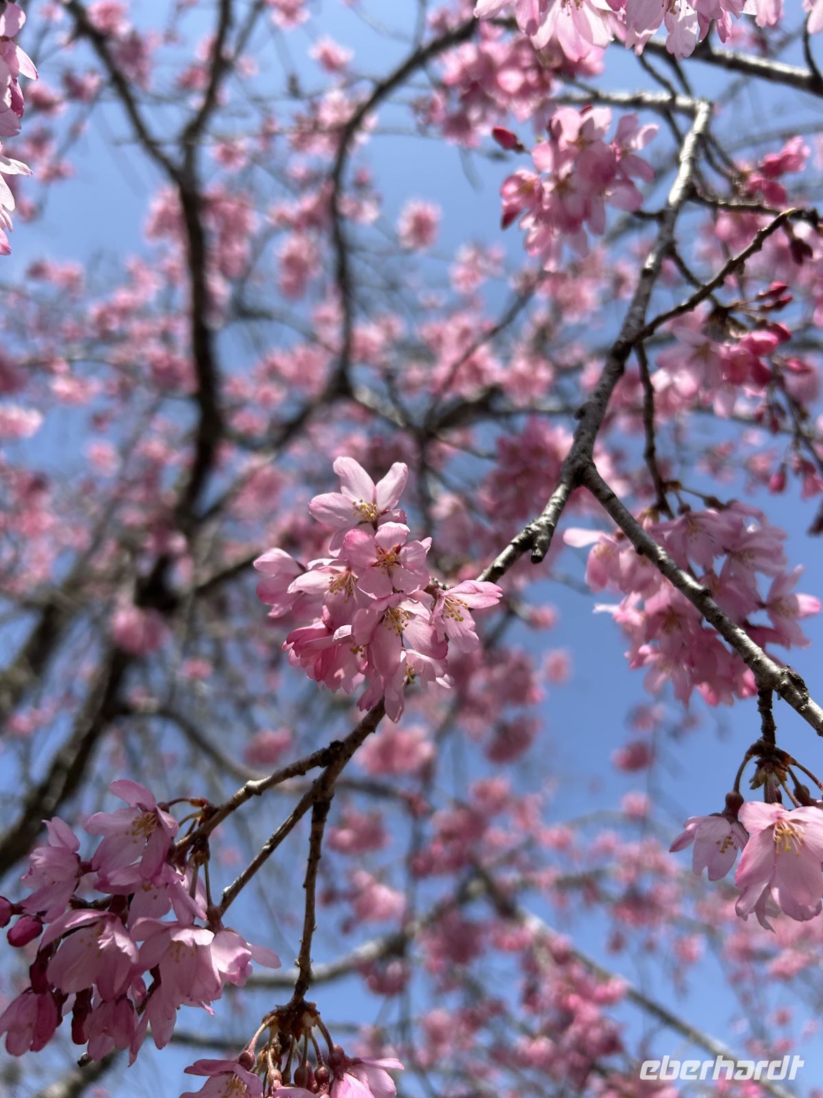 Sakura &ndash; &copy; Mary Dobberkau (Eberhardt TRAVEL)