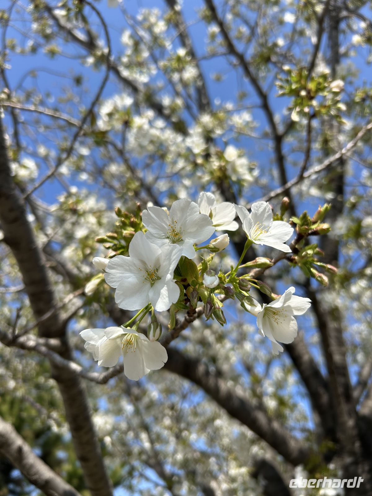 Sakura &ndash; &copy; Mary Dobberkau (Eberhardt TRAVEL)
