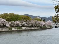 Hiroshima - Kirschblüte &ndash; &copy; Sabine Letzybyll (Eberhardt TRAVEL)