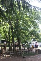 Hiroshima Phoenixbaum &ndash; &copy; Ngoc Anh Nguyen (Eberhardt TRAVEL)