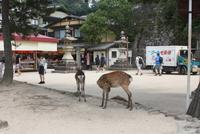 Miyajima &ndash; &copy; Ngoc Anh Nguyen (Eberhardt TRAVEL)