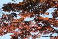 Japanischer Zwergahorn &ndash; &copy; Ngoc Anh Nguyen (Eberhardt TRAVEL)