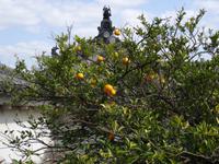 Orangenbaum &ndash; &copy; Ralf Mehnert (Eberhardt TRAVEL)