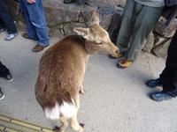 Insel Miyajima - Rotwild &ndash; &copy; Ralf Mehnert (Eberhardt TRAVEL)