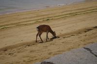 Rehe auf Miyajima &ndash; &copy; Chris Hähnel (Eberhardt TRAVEL)