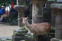 Rehe in Nara &ndash; &copy; Chris Hähnel (Eberhardt TRAVEL)