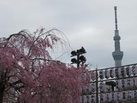 erste Kirschblüten &ndash; &copy; René Wächtler (Eberhardt TRAVEL)