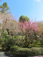 Ryoanji &ndash; &copy; René Wächtler (Eberhardt TRAVEL)