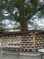 Meji Schrein &ndash; &copy; Eva Sieglow (Eberhardt TRAVEL)