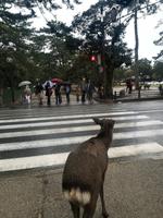 Nara &ndash; &copy; Eva Sieglow (Eberhardt TRAVEL)