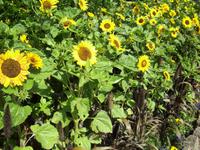 Sonnenblumen im Howard Davis Park