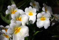 In der Eric Young Orchideenausstellung