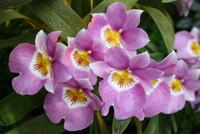 In der Eric Young Orchideenausstellung