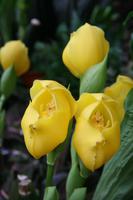 In der Eric Young Orchid Foundation