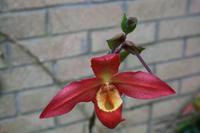 In der Eric Young Orchid Foundation