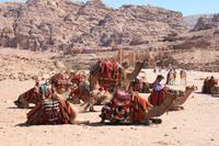 0162 Kamelparkplatz in Petra ;) &ndash; &copy; Patrick Fritzsche (Eberhardt TRAVEL)
