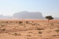 0196 Wadi Rum &ndash; &copy; Patrick Fritzsche (Eberhardt TRAVEL)