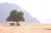 0201 Wadi Rum &ndash; &copy; Patrick Fritzsche (Eberhardt TRAVEL)