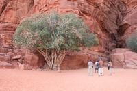0216 Wilder Feigenbaum im Wadi Rum &ndash; &copy; Patrick Fritzsche (Eberhardt TRAVEL)
