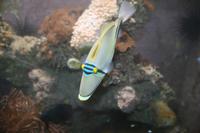 0250 im Aquarium in Aqaba &ndash; &copy; Patrick Fritzsche (Eberhardt TRAVEL)