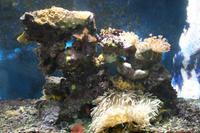0252 im Aquarium in Aqaba &ndash; &copy; Patrick Fritzsche (Eberhardt TRAVEL)