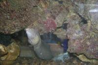 0254 im Aquarium in Aqaba &ndash; &copy; Patrick Fritzsche (Eberhardt TRAVEL)
