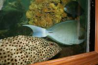 0255 im Aquarium in Aqaba &ndash; &copy; Patrick Fritzsche (Eberhardt TRAVEL)