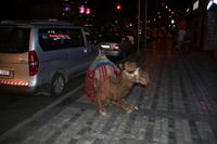 0245 abendliches Aqaba &ndash; &copy; Patrick Fritzsche (Eberhardt TRAVEL)