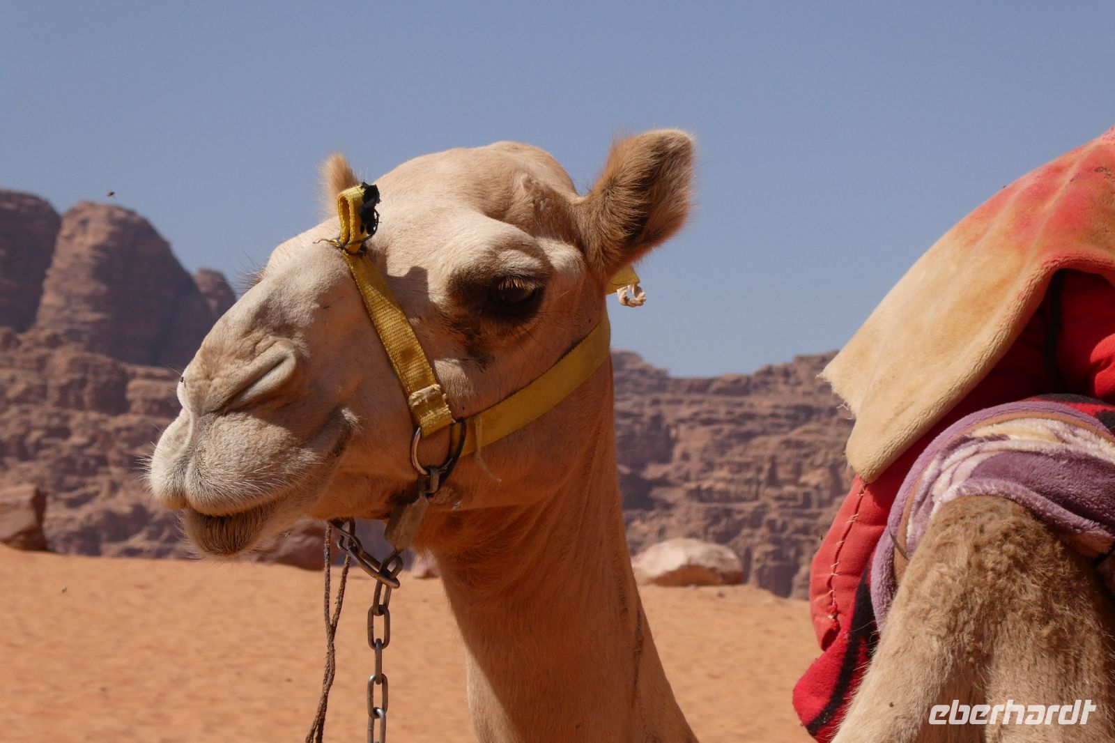 ich bin ein Dromedar &ndash; &copy; Gina Egenolf (Eberhardt TRAVEL)