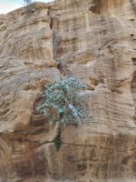 Petra - Spaziergang durch den Siq... (Kapernpflanze) &ndash; &copy; Katrin Deutschbein (Eberhardt TRAVEL)