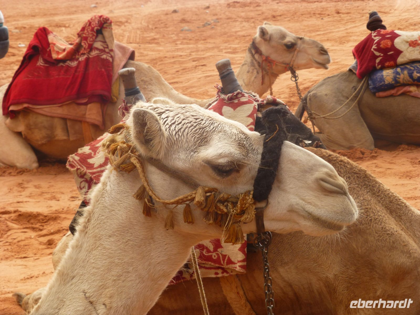 Dromedare sind sehr sozial und klagen, wenn sie sich zu weit von ihrer Gruppe entfernen müssen. &ndash; &copy; Vivian Kreft (Eberhardt TRAVEL)