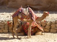 Diese Tiere haben es in sich, an Eleganz, Bedürfnislosigkeit und Zähigkeit. Und dann schnappen sich auch noch wie ein Taschenmesser zusammen und liegen auf dem Boden.  &ndash; &copy; Vivian Kreft (Eberhardt TRAVEL)
