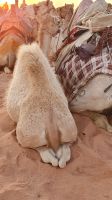 Jordanien, Babykamel mit Mama &ndash; &copy; Ria Heilmann (Eberhardt TRAVEL)