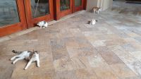 Jordanien, Katzen in der Hotelanlage am Toten Meer &ndash; &copy; Ria Heilmann (Eberhardt TRAVEL)