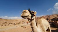 Jordanien, Petra, junges Kamel &ndash; &copy; Ria Heilmann (Eberhardt TRAVEL)