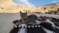 Jordanien, Petra, stolze 
