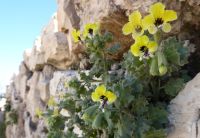 Tag 2 11.03.2023 Amman, Citadelle &ndash; &copy; Gabriele Sauer (Eberhardt TRAVEL)