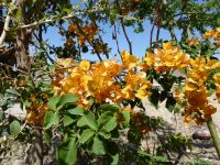 Tag 8 17.03.2023 Bougainvillae am Toten Meer   &ndash; &copy; Gabriele Sauer (Eberhardt TRAVEL)