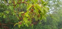 wilder Erdbeerbaum &ndash; &copy; Ria Heilmann (Eberhardt TRAVEL)