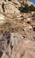 Suchbild Echse &ndash; &copy; Ria Heilmann (Eberhardt TRAVEL)