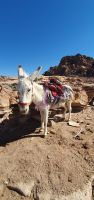 armer Esel, wartet auf faule Kundschaft &ndash; &copy; Ria Heilmann (Eberhardt TRAVEL)
