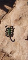 Skorpion &ndash; &copy; Ria Heilmann (Eberhardt TRAVEL)
