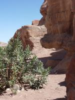 In Petra &ndash; &copy; Isabel Braksiek (Eberhardt TRAVEL)