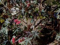 Erdbeerbaum &ndash; &copy; Peter Rudolph (Eberhardt TRAVEL)